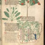 [i]Treatise on Herbs[/i] ([i]Tractatus de herbis[/i], 13th/14th c. Italy) Egerton 747 (f. 12r), British Library, London