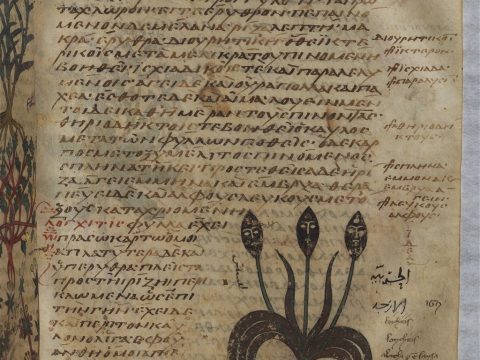 Illustration of Ionchitis from De materia medica, Dioscorides, MS gr. 2179 (Old Paris Dioscorides), 8th century, Bibliothèque nationale de France, fol. 65r (BnF/Gallica).