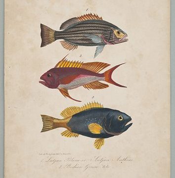 Lithographic engraving of Lutjan Anthias fish by Th. Lejeune (1830–1833), from Works of the Comte de Lacépède; National Museum in Krakow, Public Domain (CC0 1.0).